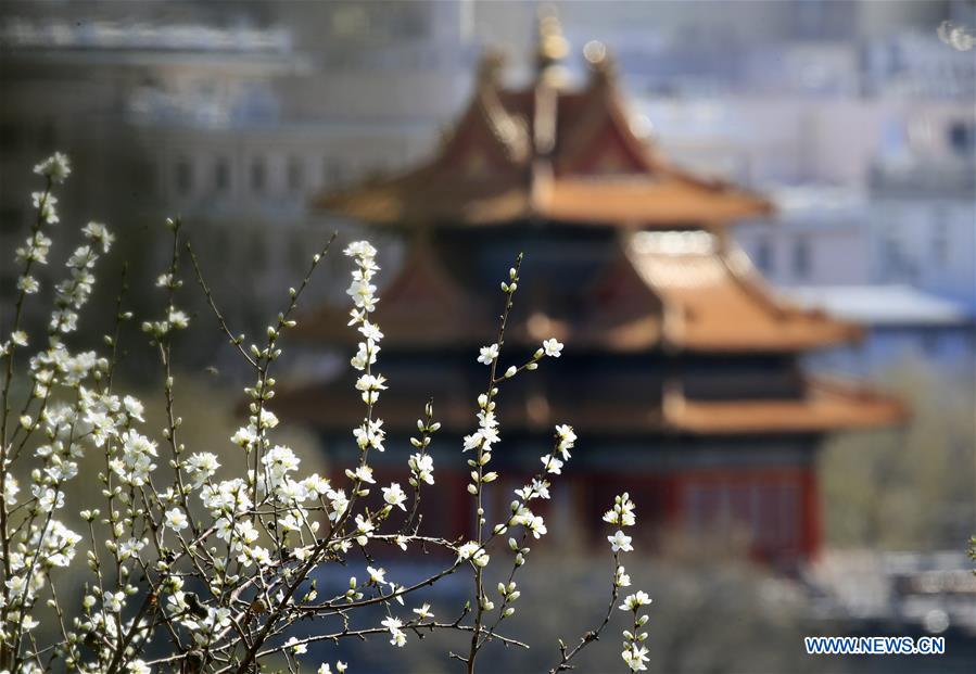 Peach blossoms in Beijing, capital of China