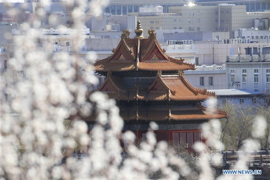 Peach blossoms in Beijing, capital of China