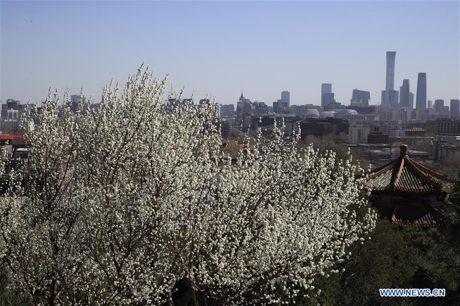 Peach blossoms in Beijing, capital of China