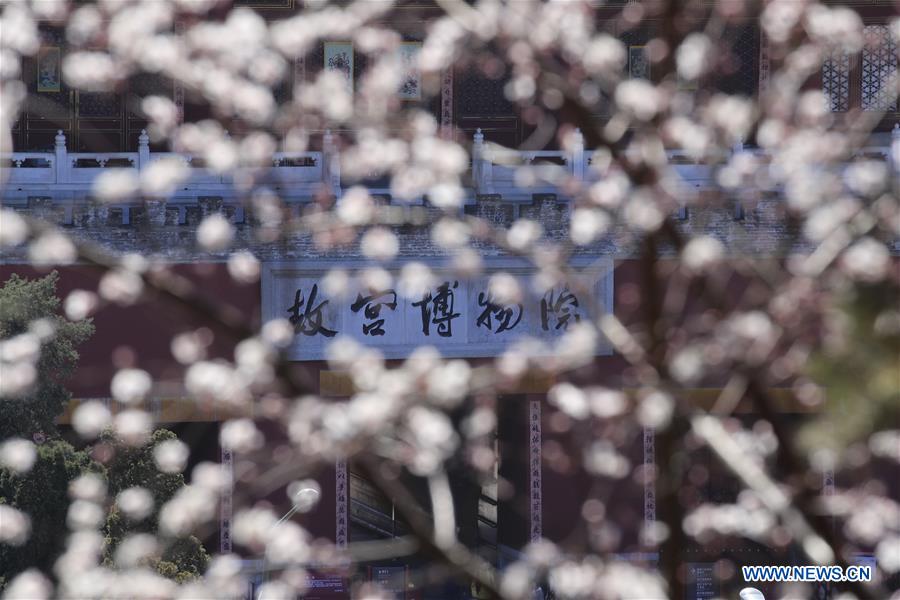 Peach blossoms in Beijing, capital of China