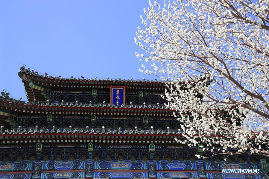 Peach blossoms in Beijing, capital of China