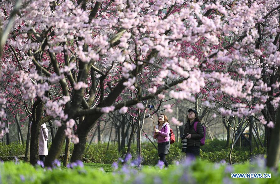 Cherry blossoms in Wuhan, central China's Hubei