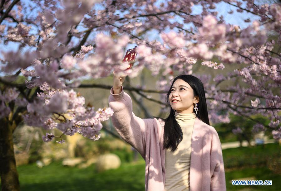 Cherry blossoms in Wuhan, central China's Hubei