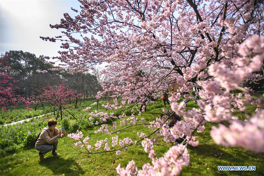 Cherry blossoms in Wuhan, central China's Hubei