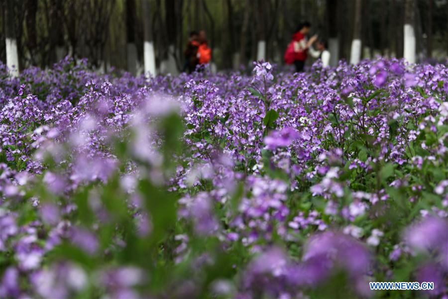 People enjoy scenery of early spring across China