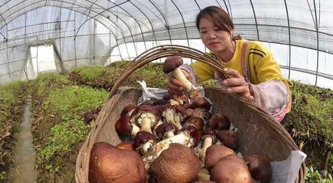 Straw contributes to high yield of mushrooms