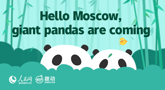 Hello Moscow, giant pandas are coming!
