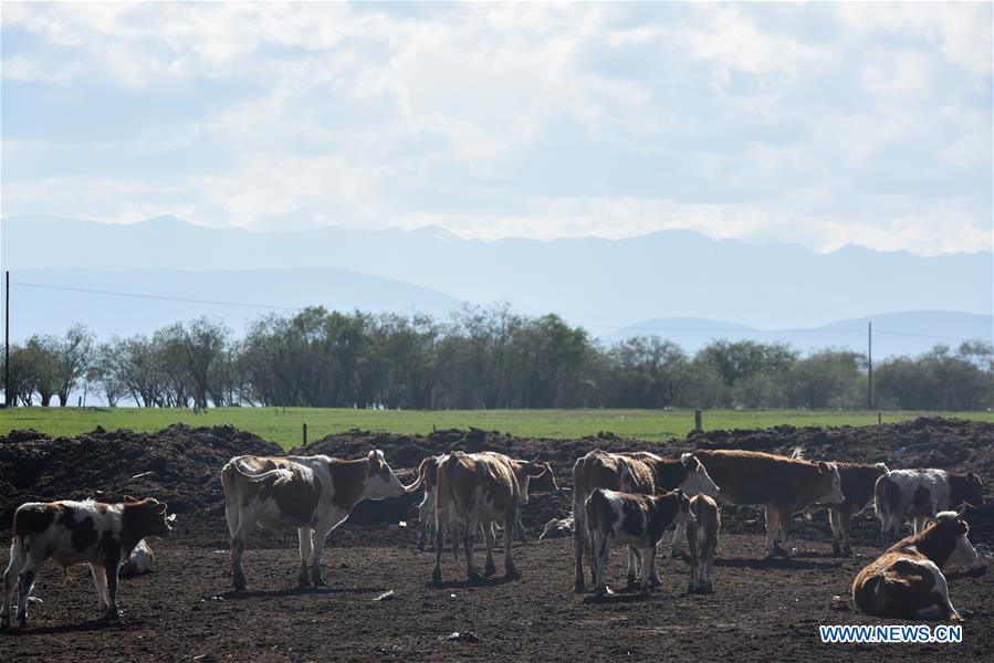 Plateau climate attracts tourists to visit ranches during summer time in Qinghai 