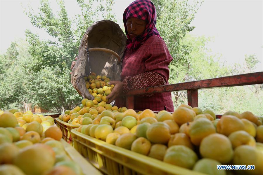 Farmers harvest apricots in NW China's Gansu