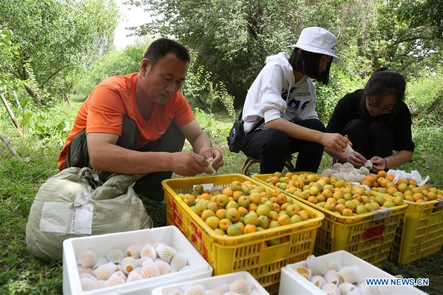 Farmers harvest apricots in NW China's Gansu