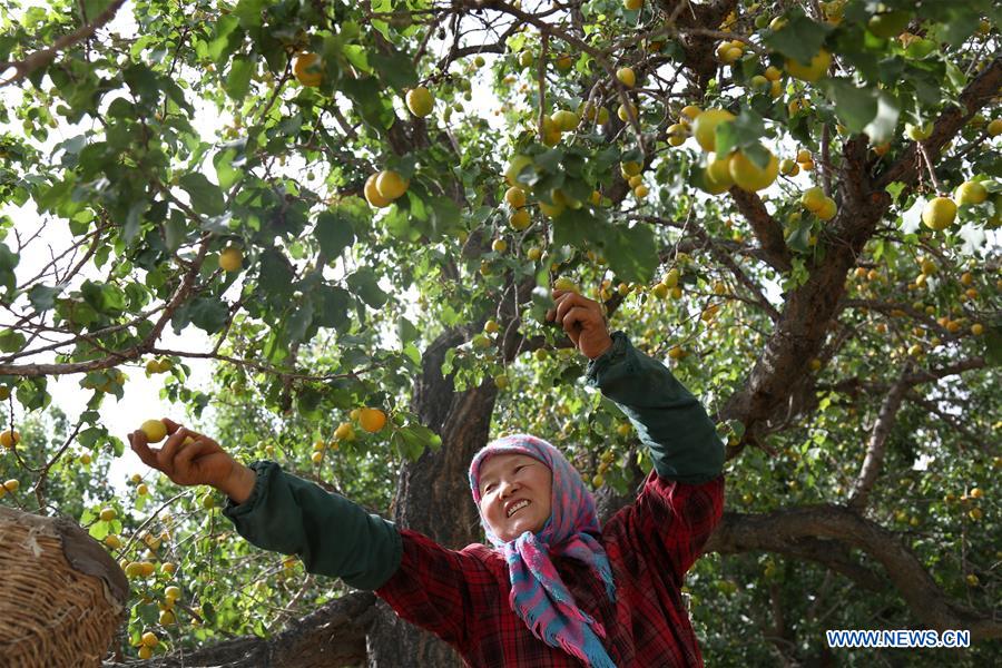 Farmers harvest apricots in NW China's Gansu