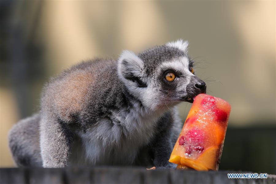 Animals relieve from heat wave in Zagreb, Croatia