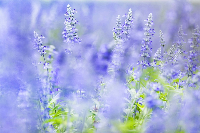 Lavender garden in Tongliao, Inner Mongolia, fascinates tourists with a sea of purple