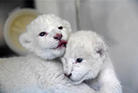 Twin white lion cubs born at Wild World Jinan, Shandong