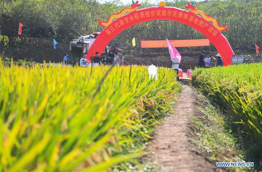 Third-generation hybrid rice achieves high yields in China