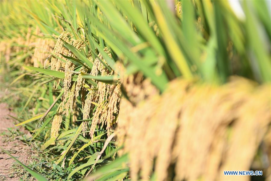 Third-generation hybrid rice achieves high yields in China