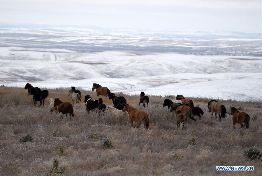 Scenery of snow-covered village houses and fields in China's Inner Mongolia