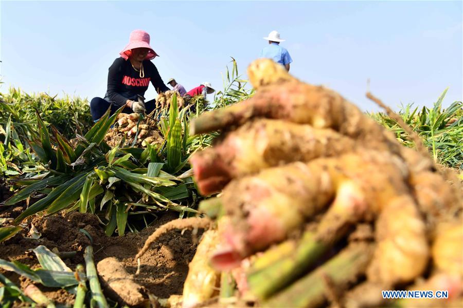 Farmers harvest ginger in China's Shandong