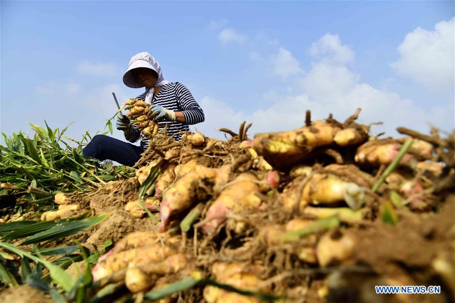 Farmers harvest ginger in China's Shandong