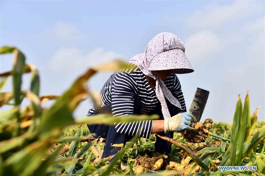 Farmers harvest ginger in China's Shandong