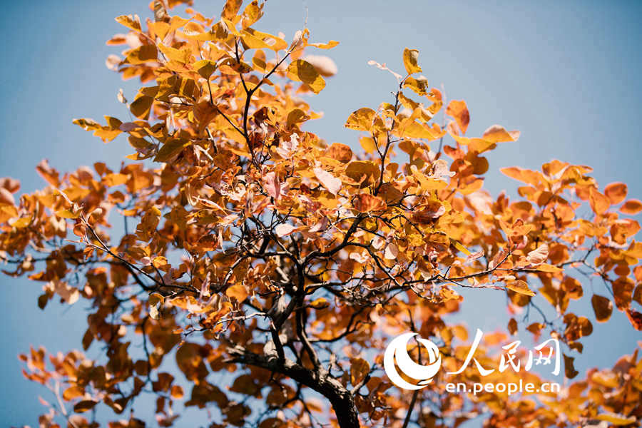 An autumn walk in Baiwangshan Forest Park