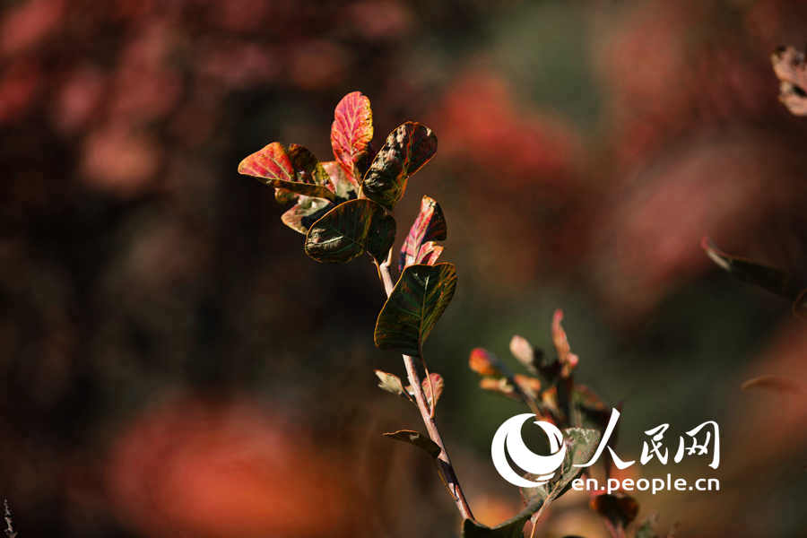 An autumn walk in Baiwangshan Forest Park