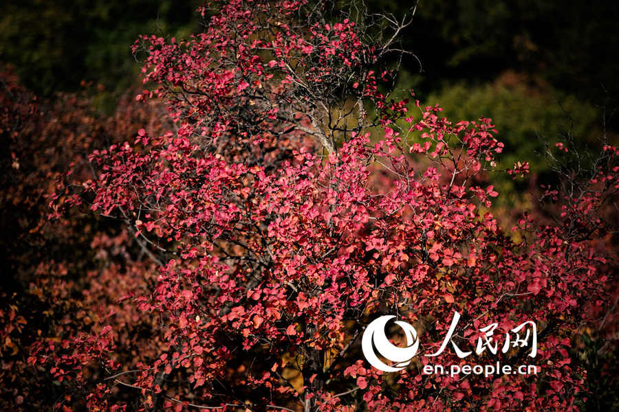 An autumn walk in Baiwangshan Forest Park