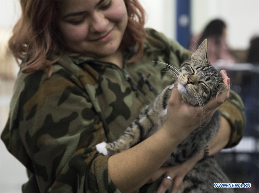 Mega Adoption event held in Texas, U.S.