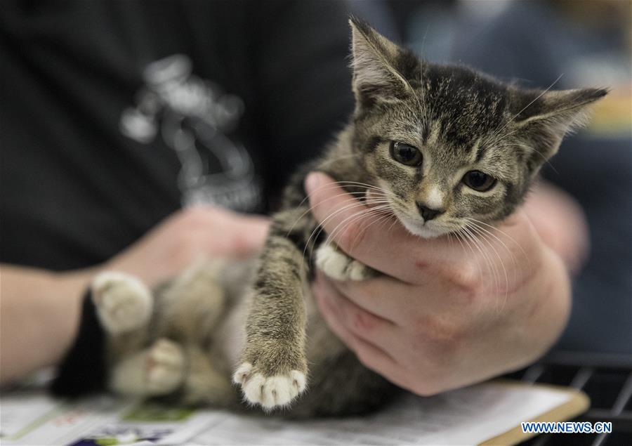 Mega Adoption event held in Texas, U.S.