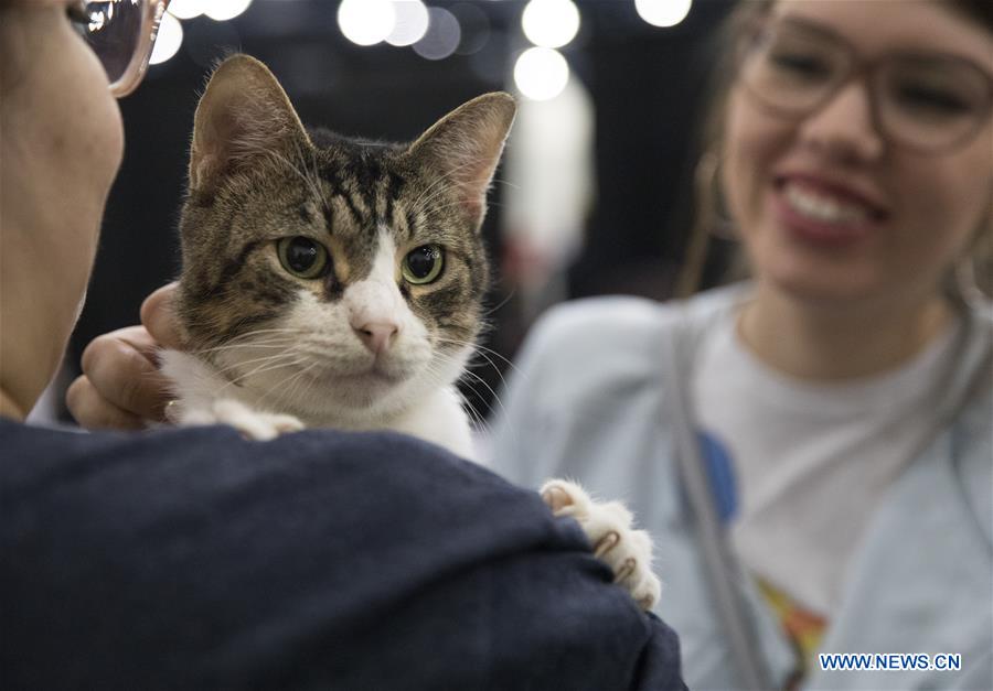 Mega Adoption event held in Texas, U.S.