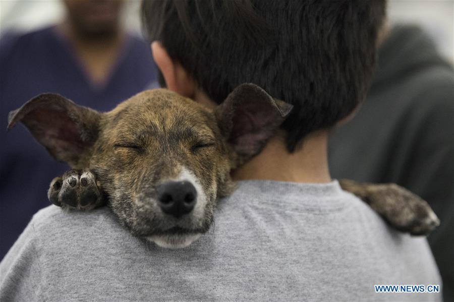 Mega Adoption event held in Texas, U.S.