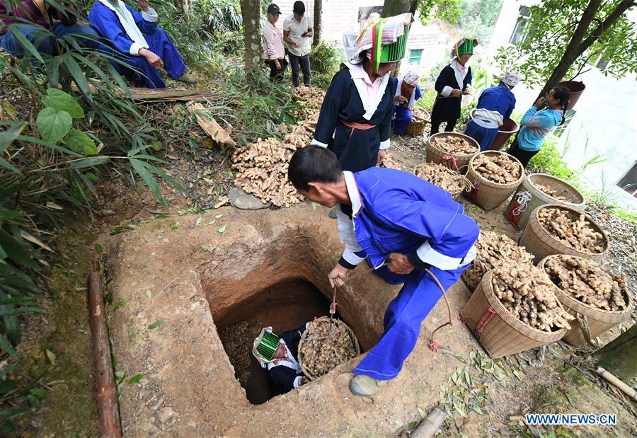 Pinggui District in Hezhou, China's Guangxi fights off poverty by developing ginger planting