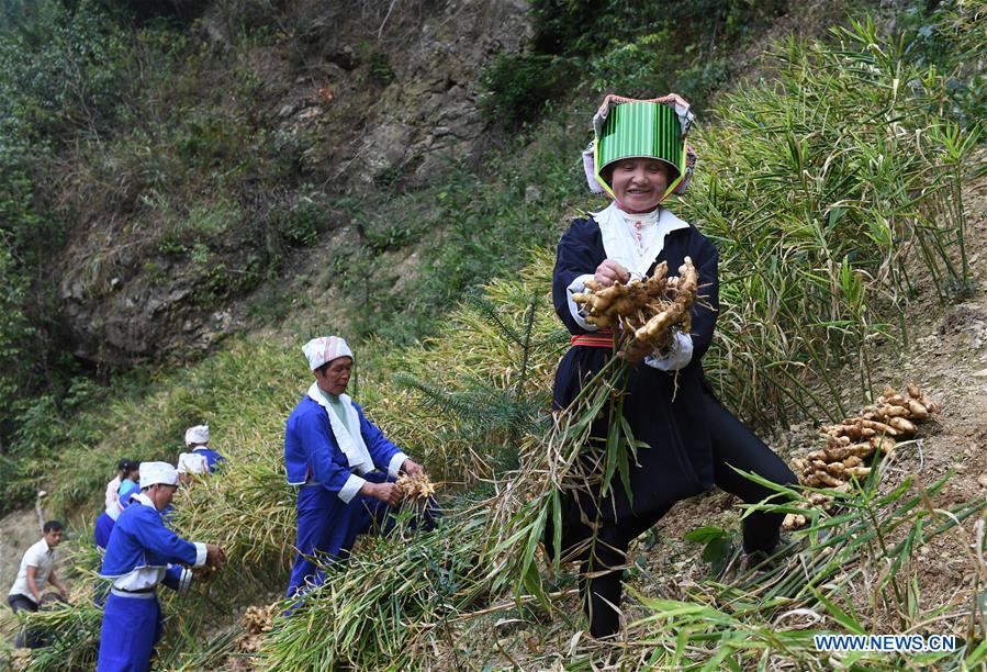 Pinggui District in Hezhou, China's Guangxi fights off poverty by developing ginger planting