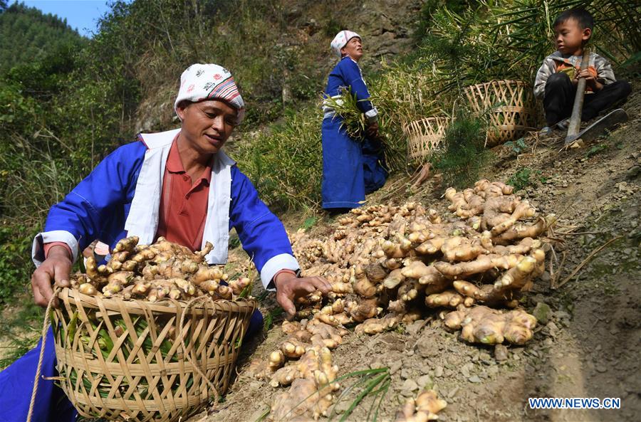 Pinggui District in Hezhou, China's Guangxi fights off poverty by developing ginger planting