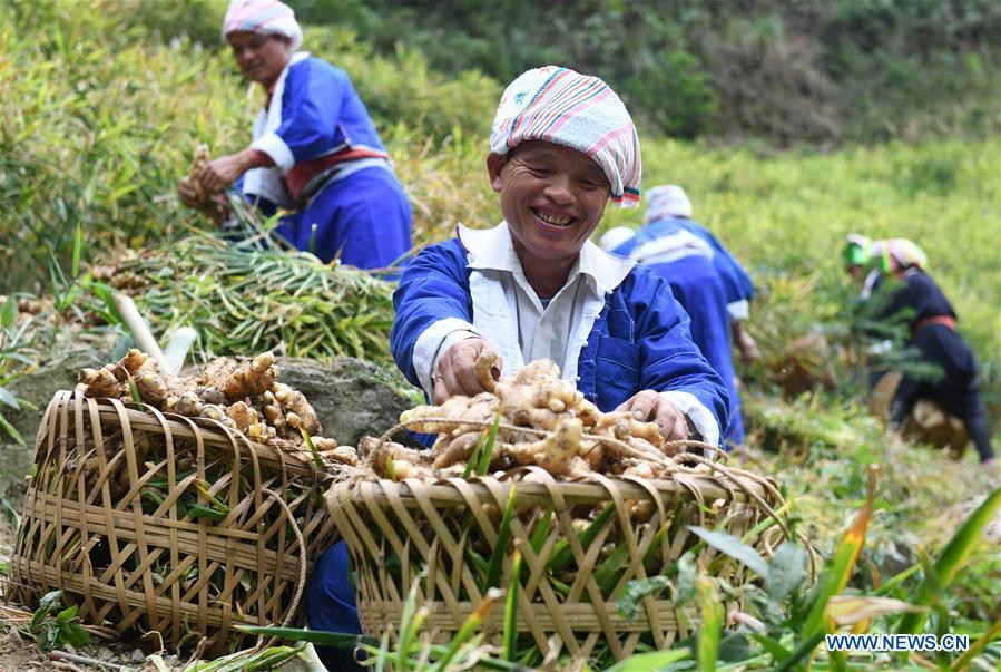 Pinggui District in Hezhou, China's Guangxi fights off poverty by developing ginger planting