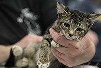 Mega Adoption event held in Texas, U.S.