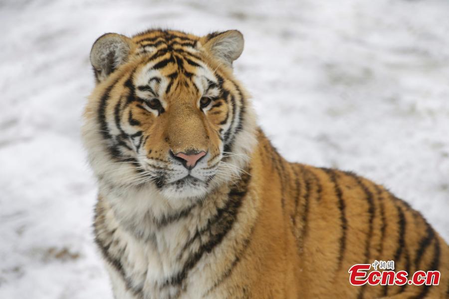 Siberian tigers play in snow in NE China