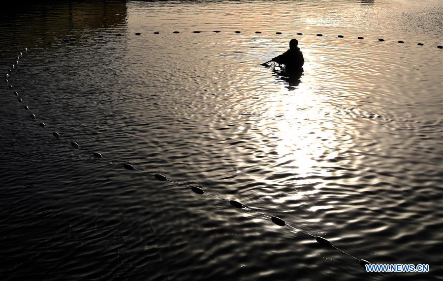 Pet fish economy developed to boost locals' income in China's Henan