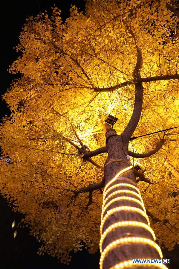 Beautiful scenery of gingko trees in China's Gansu
