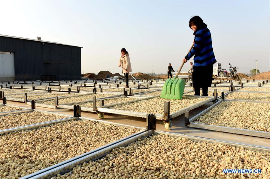 Planting of traditional Chinese herbal medicines helps boost local farmers' income in China's Hebei