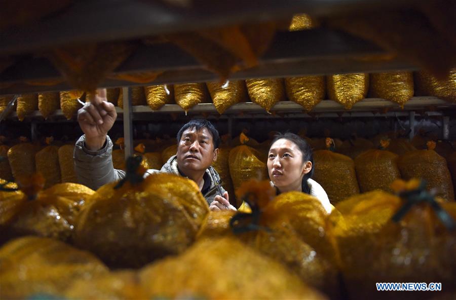 Planting of traditional Chinese herbal medicines helps boost local farmers' income in China's Hebei