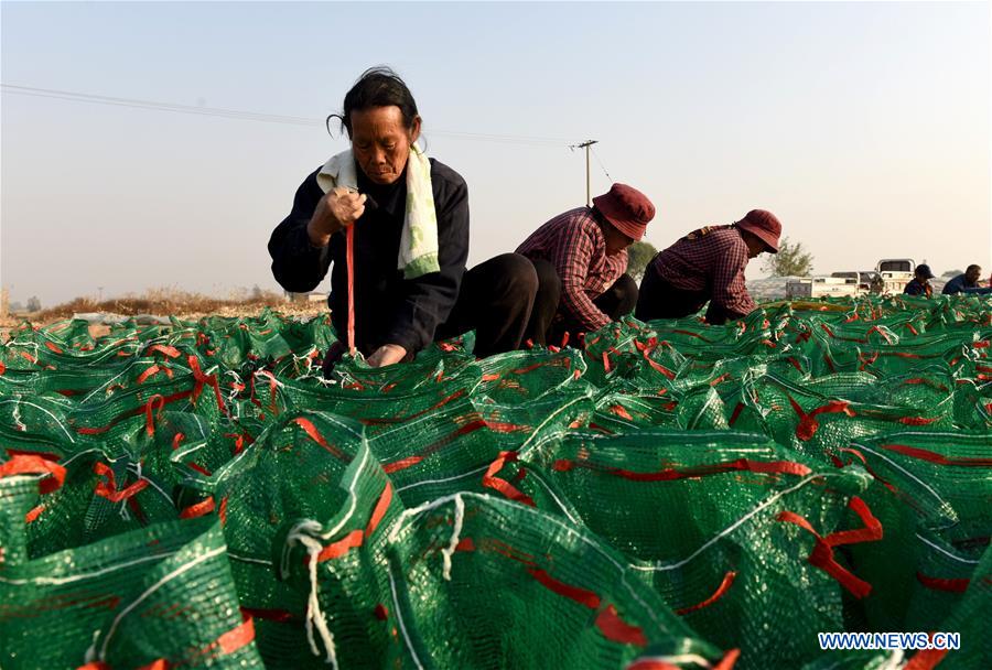 Planting of traditional Chinese herbal medicines helps boost local farmers' income in China's Hebei