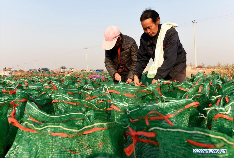 Planting of traditional Chinese herbal medicines helps boost local farmers' income in China's Hebei