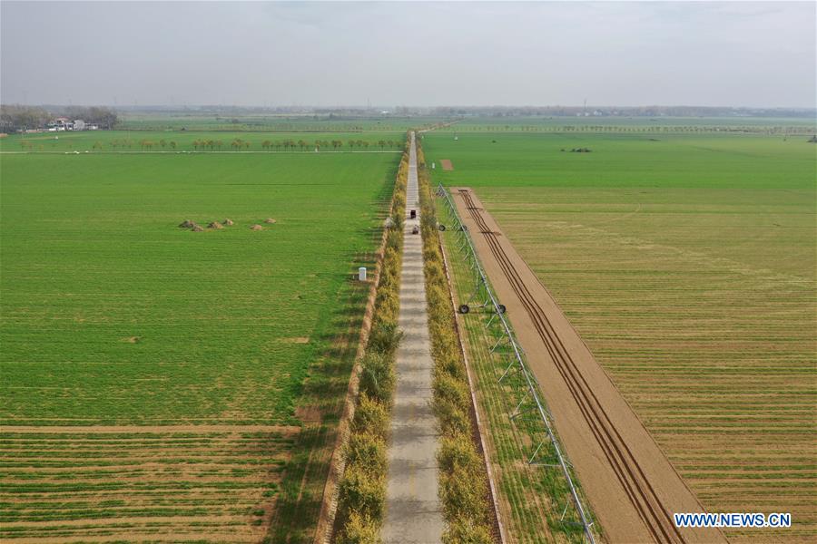 Scenery of winter wheat fields in China's Henan