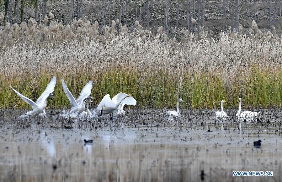 Longhu wetland in east China's Shandong