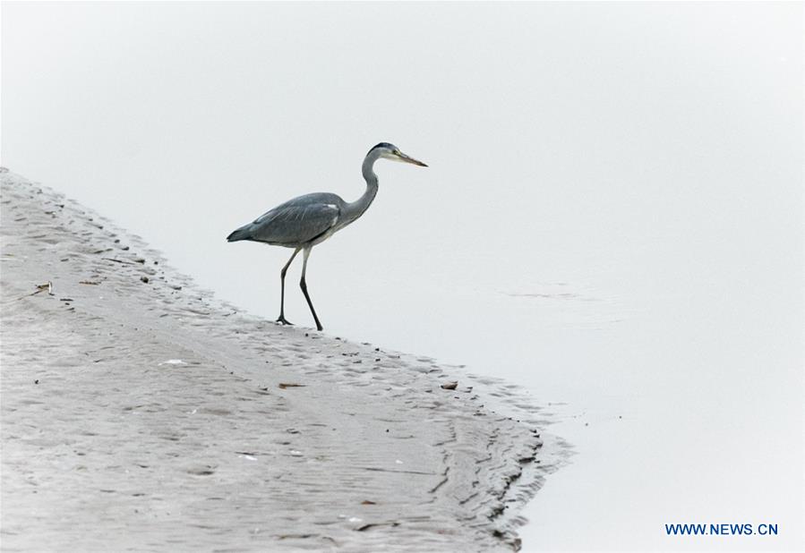 Longhu wetland in east China's Shandong