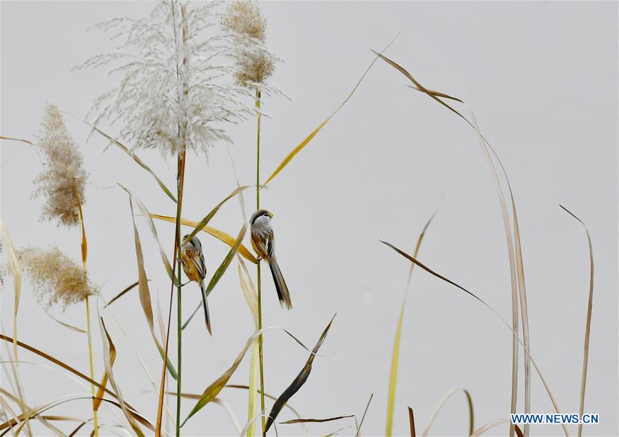 Longhu wetland in east China's Shandong