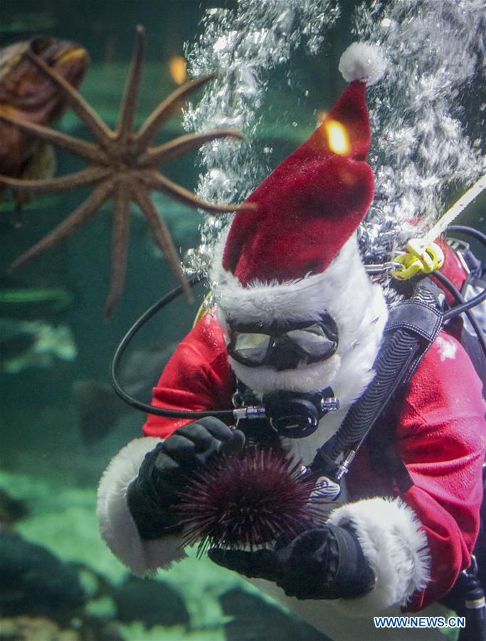 Scuba Claus Dive held in Vancouver