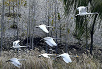 Longhu wetland in east China's Shandong