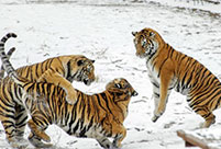 Siberian tigers play in snow in NE China